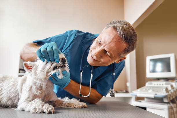 Best Mobile Emergency Dentist in Huntington Beach, CA